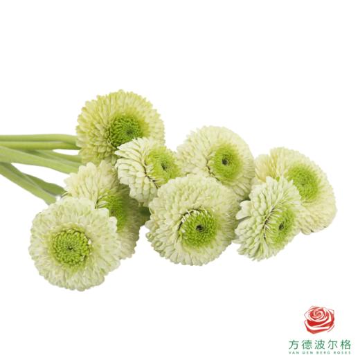 重瓣非洲菊 都灵 10枝一扎 商品图3