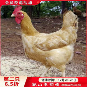 450天果园散养黄郎鸡（老母鸡）处理完净重2.0-2.8斤 【第2只6.5折】