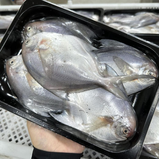 【舟山野生小银鲳鱼】舟山海域，野生海捕，肉质鲜嫩少刺，富含营养，4-5条装 商品图4