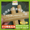 010拇指玉米 云南西双版纳傣族原始老品种 细糯Q弹 老人小孩轻松食用 商品缩略图0