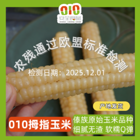 010拇指玉米 云南西双版纳傣族原始老品种 细糯Q弹 老人小孩轻松食用