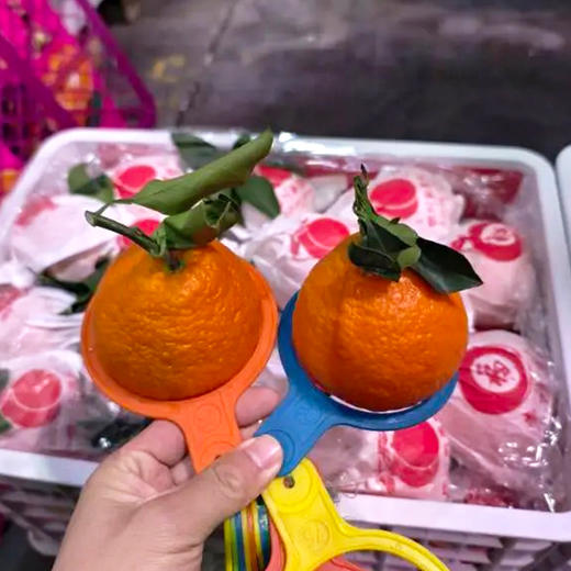 【限自提】四川红美人果冻橙3斤装 商品图2