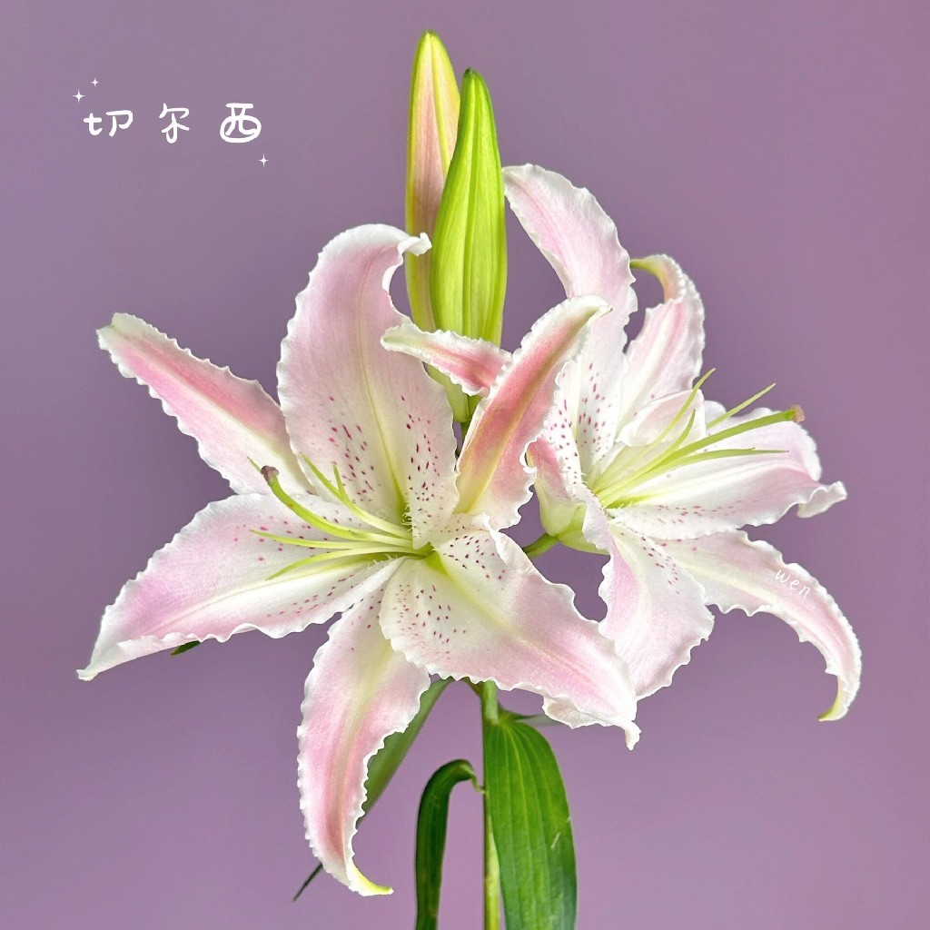 【切尔西香水百合】2头5支10朵/份