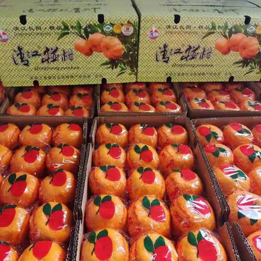 宜昌 长阳岩松坪清江碰柑 商品图2