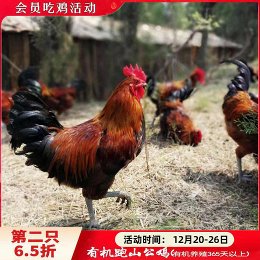 有机跑山鸡公鸡365天（3.4-3.8斤）【第2只6.5折】 商品图0