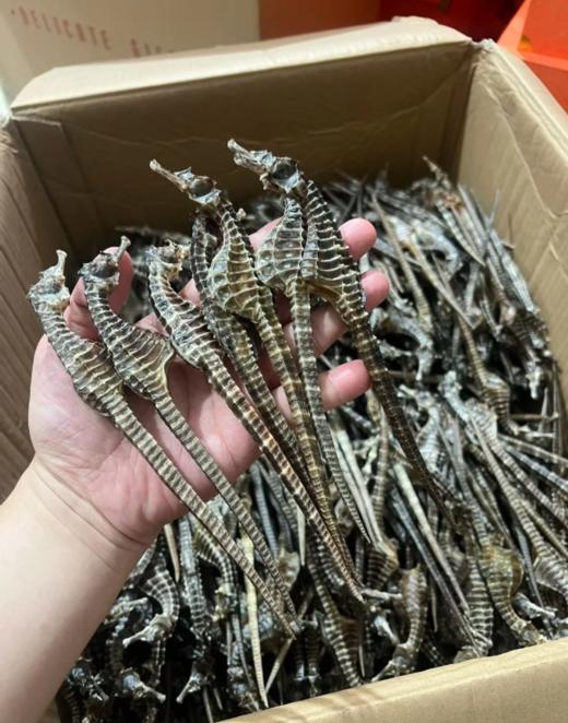 & 海马干被誉为“深海之宝”[强]强身健体、滋肾补🐏等...适合各种炖料～大补 商品图3