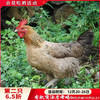 有机跑山老母鸡730天【第2只6.5折】 商品缩略图0