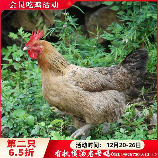 有机跑山老母鸡730天【第2只6.5折】 商品图0
