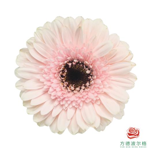 非洲菊 祥云 XS 10枝一扎 商品图0