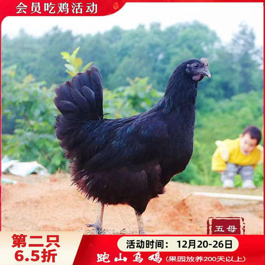 跑山乌鸡（五黑鸡）【净重1.8-2.4斤.第2只6.5折】 商品图0
