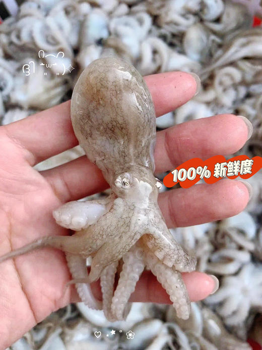 xm处理好的新鲜小章鱼，收到清洗即可烹饪-超热卖！！新鲜看得见 现捕现发，白灼、红烧、烧烤 是成就你一桌好菜的万能选手 商品图1