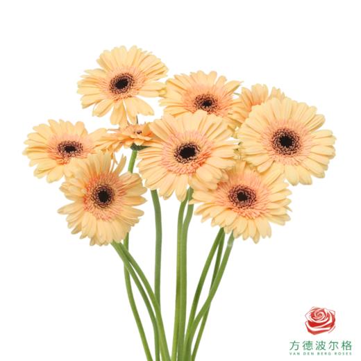 非洲菊 温蒂 XS 10枝一扎 商品图1