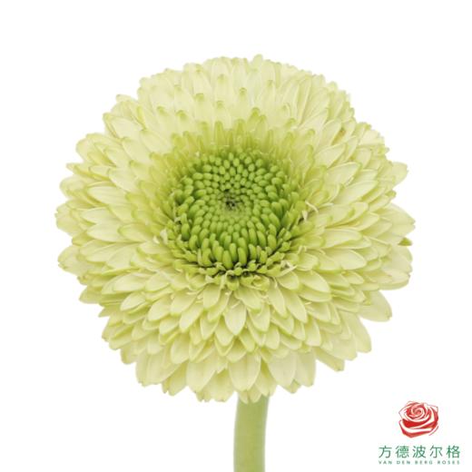 重瓣非洲菊 都灵 10枝一扎 商品图0