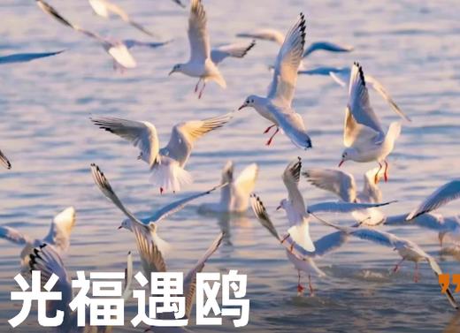 元旦光福寻幽1日亲子徒步，邂逅湿地飞羽，定格灯塔日落 商品图0