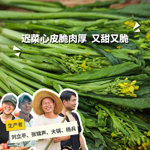 生态迟菜心（包邮）| 绿家自产* Eco- Chicaixin group-buy | Self-production 商品图0