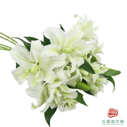 重瓣百合-白色 5枝一扎 商品图2