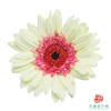 非洲菊 雪莉 XS 10枝一扎 商品缩略图0