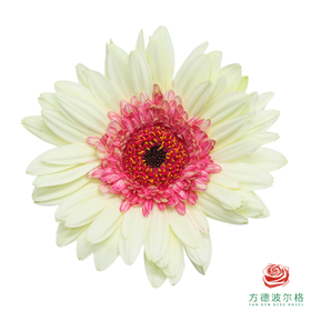 非洲菊 雪莉 XS 10枝一扎