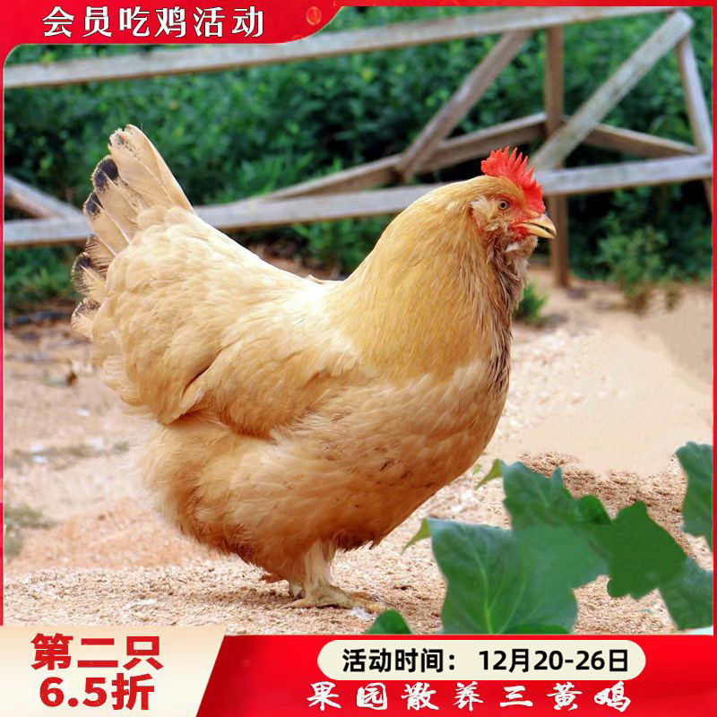 果园散养三黄鸡180天以上（小脚） 处理完净重2.2-2.8斤 【第2只6.5折】