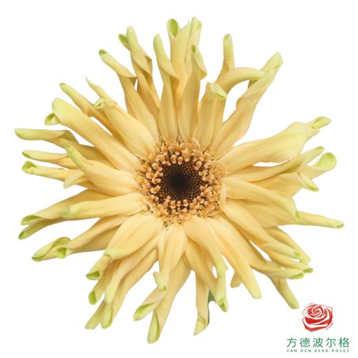 卷边非洲菊 罗马 10枝一扎 商品图0