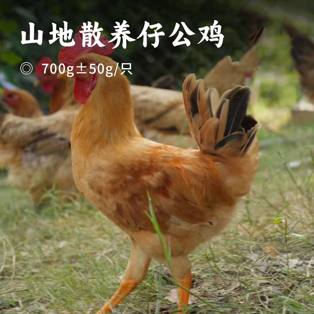 山地散养仔公鸡 | 69.9到手2只公鸡！再赠2包炒鸡酱！纯正皖南土鸡 发酵谷饲喂养 无抗标准养殖 鲜鸡活杀