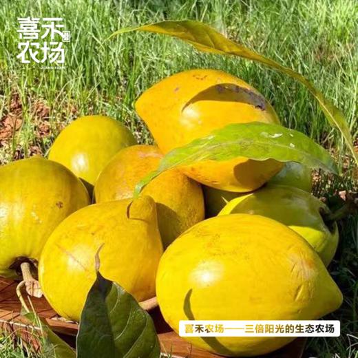 喜禾农场海南鸡蛋果5斤装（9-13个） 商品图2