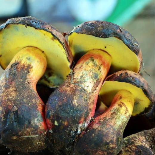 云南逐南味 三珍菌（节庆版） 商品图3