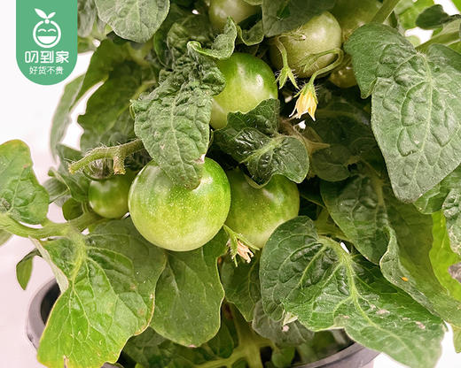 小番茄盆栽（带果）/1盆（塑料盆+底托） 商品图1