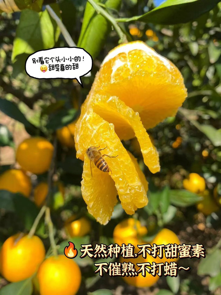 【9️⃣斤只需39.9🔥麻阳冰糖橙】每年必抢，一口爆汁，个头不大，但“浓缩的都是精华”超有料，一口爆甜。天然种植，不打甜蜜素、不催熟、不打蜡～