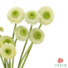 重瓣非洲菊 都灵 10枝一扎 商品缩略图2