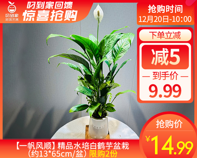 【预售-12月24日配送】【一帆风顺】精品水培白鹤芋盆栽（约13*65cm/盆）