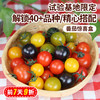 北京本地 番茄惊喜盒 多色混合装 汁水丰沛 酸甜可口 尝鲜必备 400g 商品缩略图0