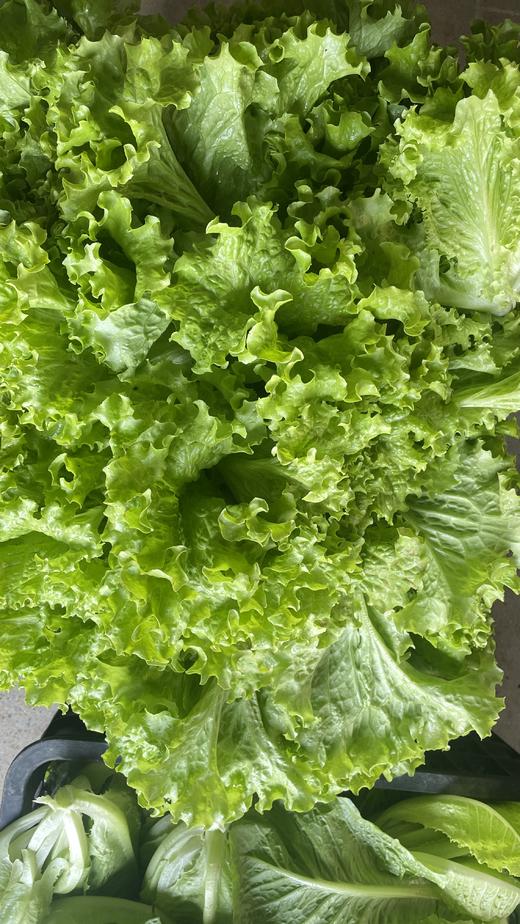 鸿翠园 有机绿叶生菜 商品图2