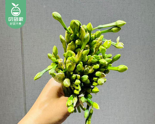 『落神香妃』水仙花枝/1束（约50支） 商品图3