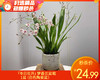 『冬日花开』梦香兰盆栽/1盆（白色陶瓷盆） 商品缩略图0