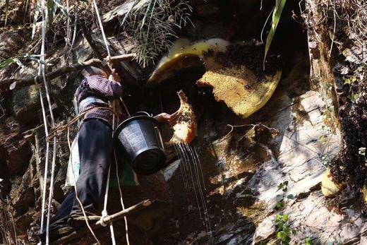 【真正的高原崖蜜】500克，每家必备、市场价格在300元以上， 靠人背马驼的方式从大山里背出来。 商品图6