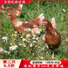 有机散养500天老母鸡 净重1.1kg以上【第2只6.5折】 商品缩略图0