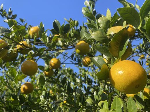 有机皇帝柑 3斤装   产地：广东 商品图1