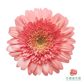 非洲菊 霍克 XS 10枝一扎