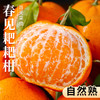 【春见耙耙柑】春见耙耙柑 四川蒲江耙耙柑 现摘现发 手剥柑橘 丑柑 商品缩略图7