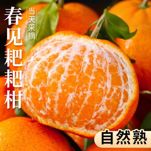 【春见耙耙柑】春见耙耙柑 四川蒲江耙耙柑 现摘现发 手剥柑橘 丑柑 商品图7