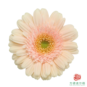 非洲菊 圣托里尼 XS 10枝一扎