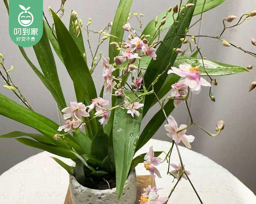 『冬日花开』梦香兰盆栽/1盆（白色陶瓷盆） 商品图2