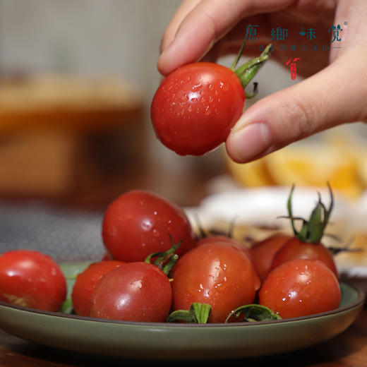 【预售，排单发货】露天有机小番茄/露天有机草莓番茄（基地直发－顺丰包邮）| 多种规格，来自云南丽江华坪，生产者：庄代康【合作生产，公平贸易】 商品图13