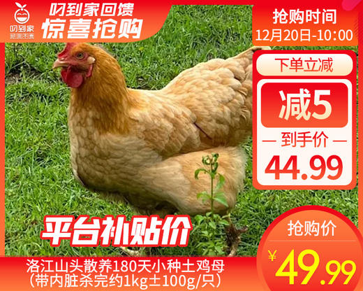 洛江山头散养180天小种土鸡母（带内脏杀完约1kg±100g/只） 商品图0