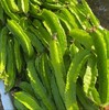 【海南保亭四角豆】❗️海南招牌蔬菜之一！比肉还好吃～​ ​ 脆嫩细嫩、清香回甘😋​ 核心产区！新鲜采摘，天然绿色种植无污染无农药， 商品缩略图0