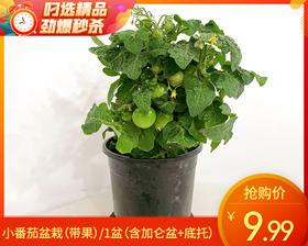 小番茄盆栽（带果）/1盆（塑料盆+底托）