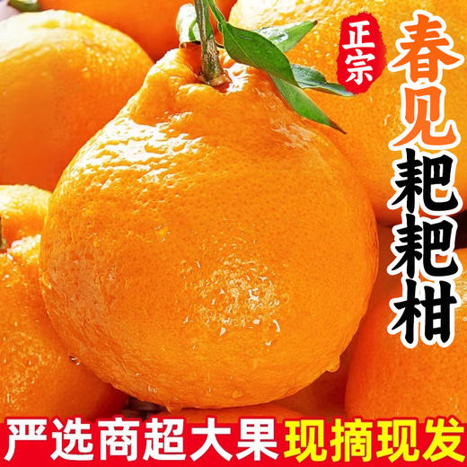 【春见耙耙柑】春见耙耙柑 四川蒲江耙耙柑 现摘现发 手剥柑橘 丑柑 商品图2