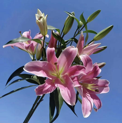 百合.普拉芬多 商品图0