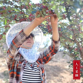 蜀姑娘四川汉源红花椒140g  花椒麻椒特麻特香 干花椒粒调味料 /粮油调味 /调味品 /复合香辛料 商品图5